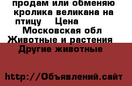 продам или обменяю кролика великана на птицу. › Цена ­ 2 000 - Московская обл. Животные и растения » Другие животные   